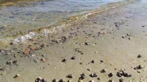 Овчарка 1 - 16 серия | Детектив | Премьера 2024 | Обзор