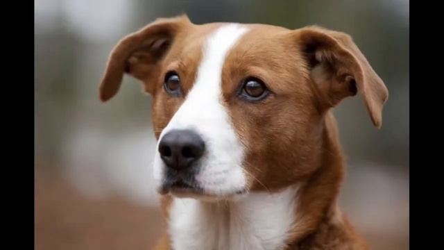 Австрийский пинчер