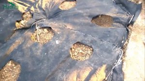 Посадка садовой земляники (клубники) с закрытой корневой системой на агроволокно - 7 дач