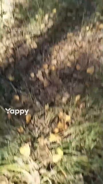 ЛУЧШЕ ЛЕСА ,,,ТОЛЬКО ЛЕС смотреть онлайн