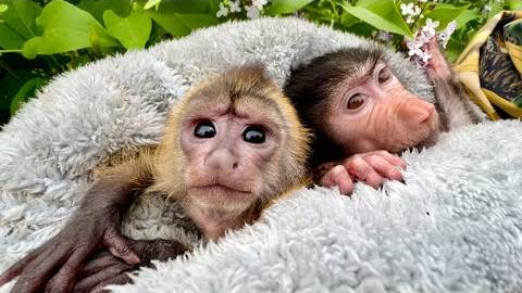 Анфиса с Фиником гуляли по парку и решили ПРОВЕДАТЬ маму Лиду смотреть онлайн