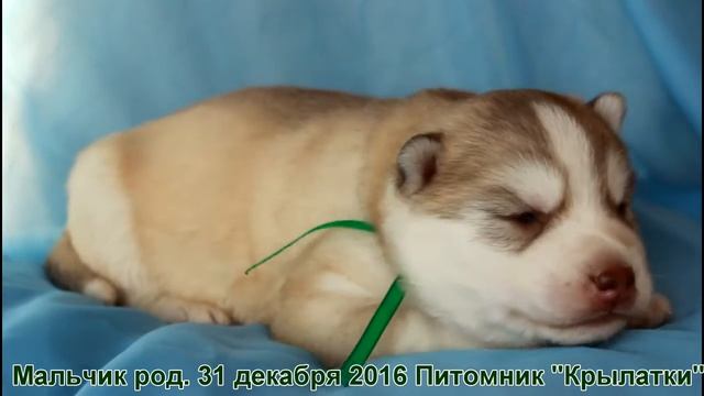 Щенок хаски мальчик родился 31 декабря 2016 года