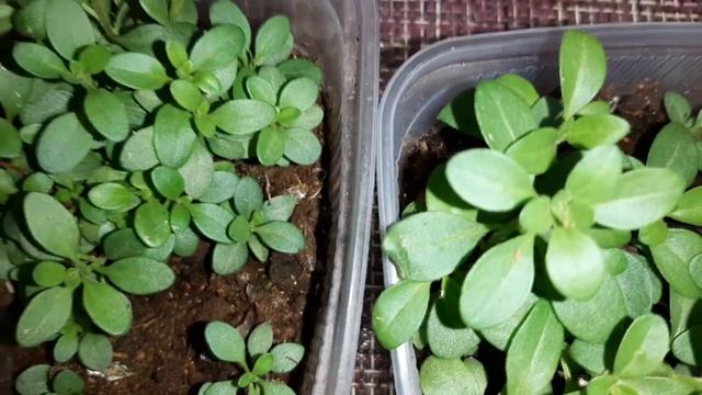 Калибрахоа из семян! 4 декабря 2024 г.