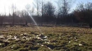 Ягдтерьер подрался с московской сторожевой/Лайке нав?