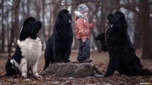 НЬЮФАУНДЛЕНД - всё о породе, Плюсы и минусы. ЛУЧШИЕ ПОР?