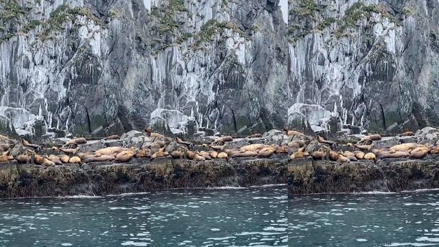 Дикая Россия, Камчатка. Лежбище сивучей смотреть онлайн