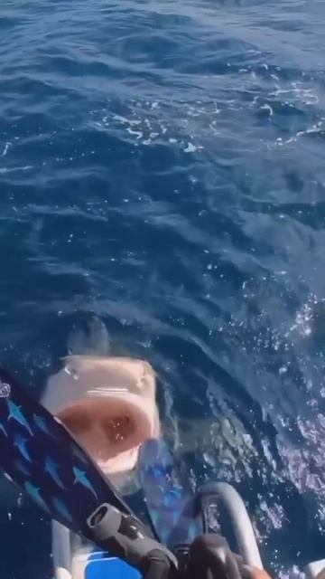 Эх, не удалось акуле позавтракать 😉✌️😂😂😂 смотреть онлайн