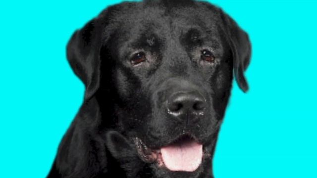 Dog Voice, собачий голос, звук собаки  #doglover #dogvoice #звуксоба?