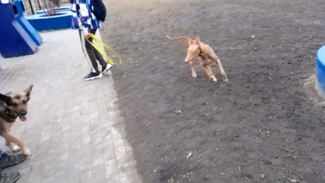 Пёс Тотоша, Шерман,фараонова собака, Тайра, метисочка-?