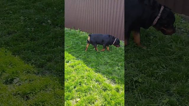Ось так і пролетів мій день 🌿🤯#собака #ротвейлер #кіт смотреть онлайн