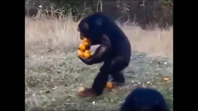 жадность не порок смотреть онлайн