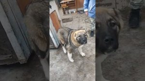 Алабай кусается прыгает