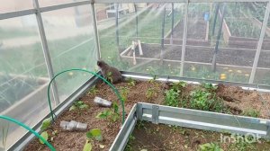 Могу лишиться урожая! Съездили в Москву . Жизнь в деревне.