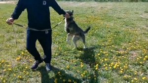 Иркутская городская выставка лаек ЗСЛ и ВСЛ (25 мая 2024 г