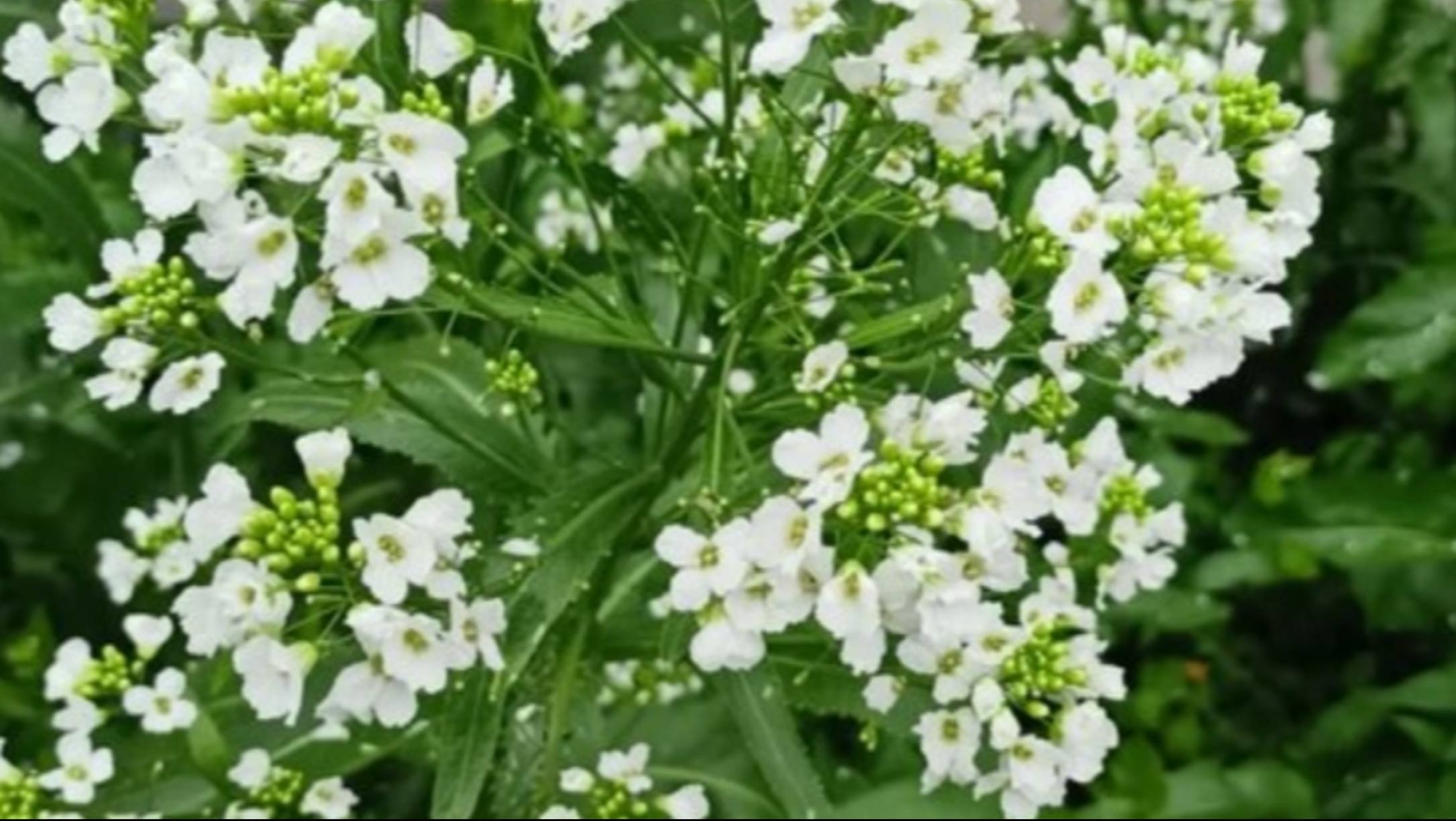 Песни, спетые сердцем