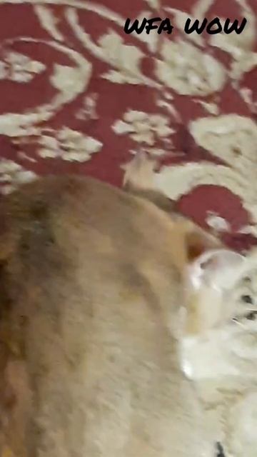 сосиску не надо есть, ее надо играть 🤣 смотреть онлайн