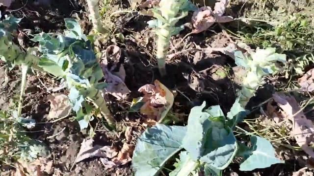 Сажаю чеснок 24 г смотреть онлайн