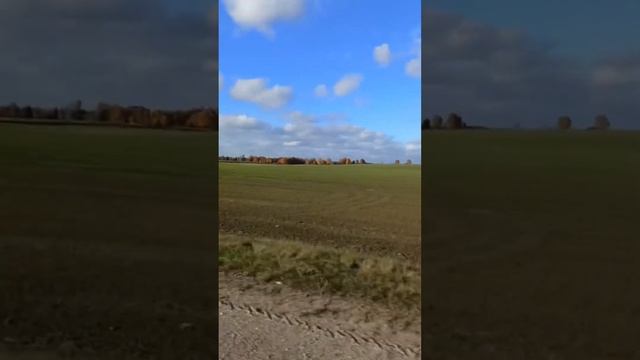 Привет Беларусь ❤️#tttt #cane #canecorso #канекорсо #canecorsoitaliano #