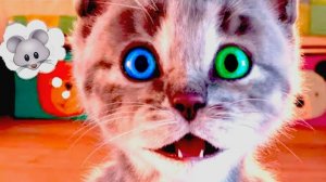 МАЛЕНЬКИЙ ПУШИСТЫЙ КОТЁНОК ИГРАЕТ