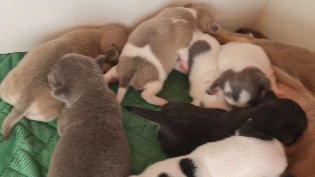 Доброе утро из дома чихуахуа и пудель Кастропуло Крым