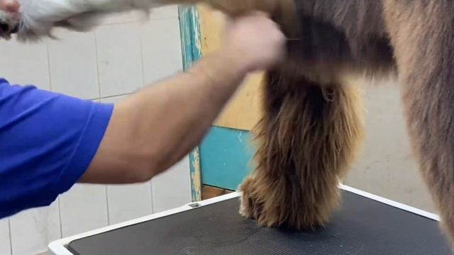 Груминг Ньюфаундленда