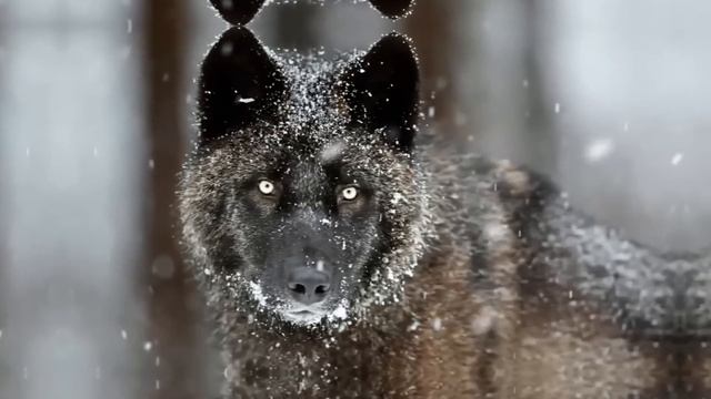 🐺КТО ПРИРУЧИЛ ВОЛКА? Реальная история дружбы человек