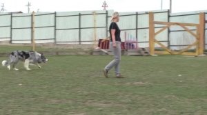 Обучение бордер-колли пастьбе овец  Нафани.