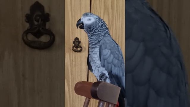 Мама предлагает песни петь, а  Кире важнее поработать,