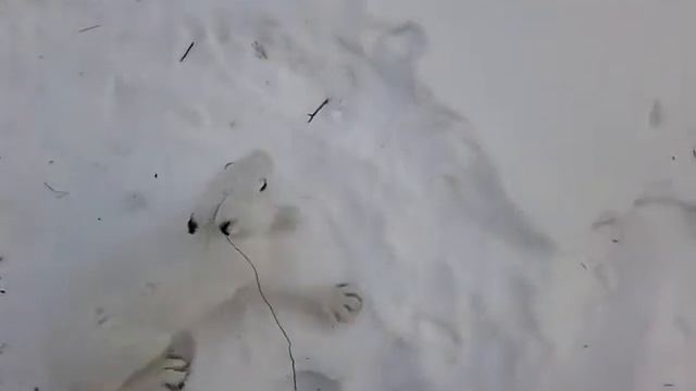 Заяц не ушёл!)))))))))))))))))))))))))) смотреть онлайн