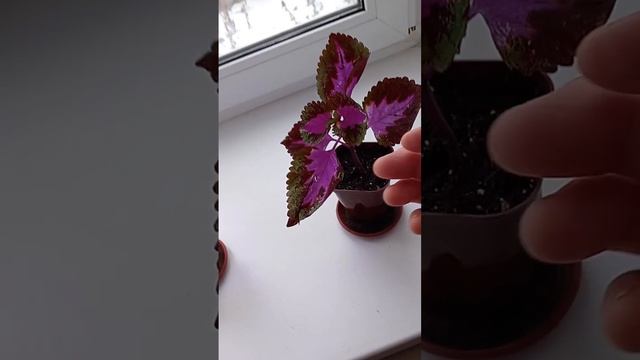 (204) Зимние занятия 2024 г, декабрь смотреть онлайн