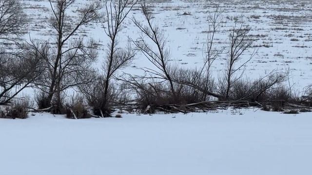 Охота на зайца с гончими 2025 🐇 смотреть онлайн