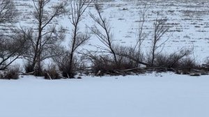 Охота на зайца с гончими 2025 🐇