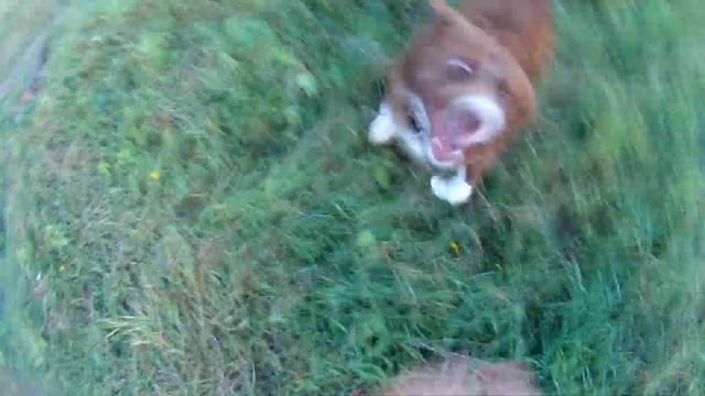 Бешеная собака напала на хозяина! смотреть онлайн