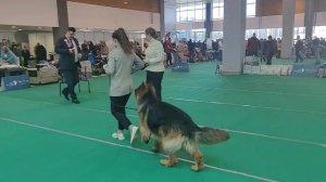 Выставка собак 15.03.25 г. Ринг немецких овчарок