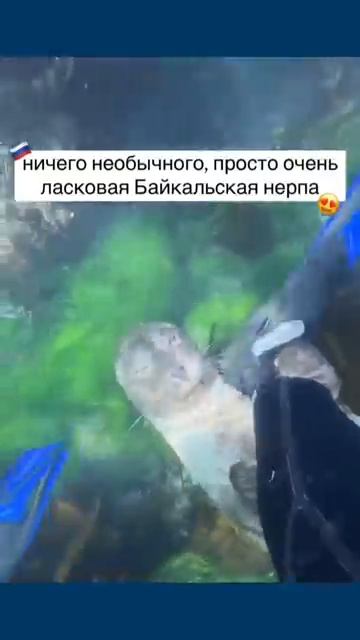 Нежнятина 🦭🩶 смотреть онлайн