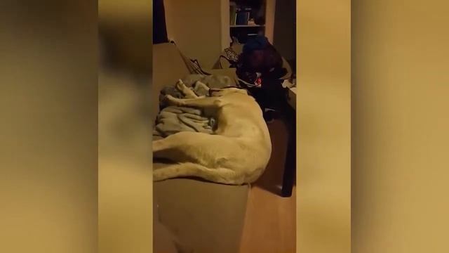 Смешные видео про собак 2018. Funny Dogs. Funny Pet Videos. Приколы собаки..