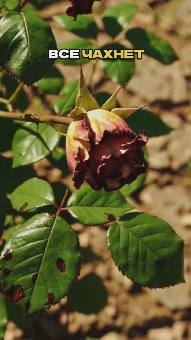 Там Где Сдались Все - Эти Растения Выживут!🌿🔥 смотреть онлайн