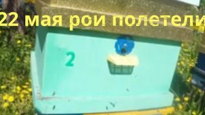 Рои полетели, как поймать, и что дальше делать, всё покажу, расскажу.