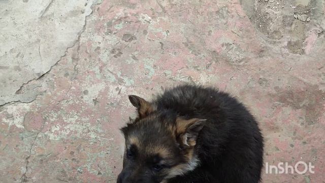 Овчарка Немецкая подарили девочка 1,5 месяца назвал Ге смотреть онлайн
