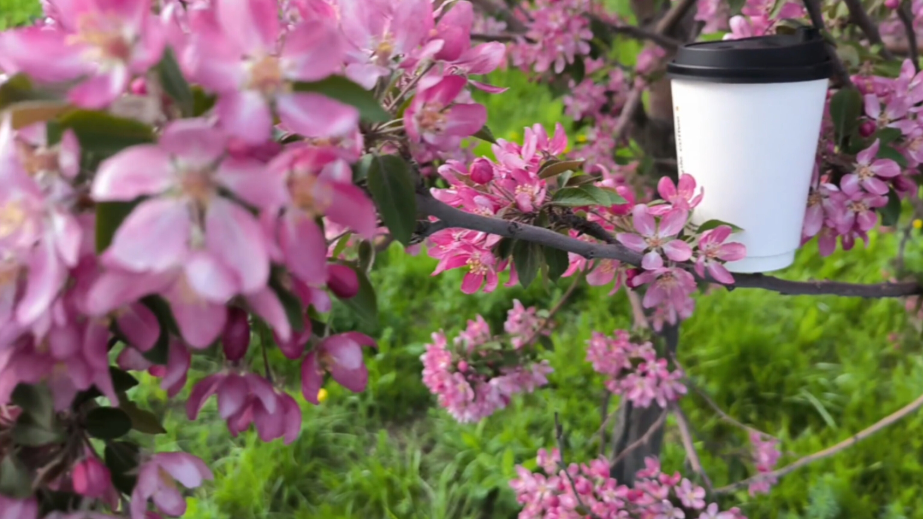 Your Smile - But First Coffee 💖 Official Music Video ☕ #навсегдалюбовь #butfirstcoffee #loveis