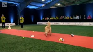 Шикарный золотистый ретривер - Ушастый чемпион. Смешн?