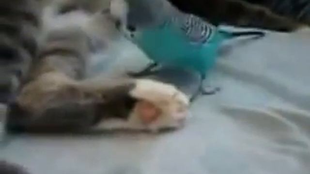 коты,обезьяны и попугай смотреть онлайн