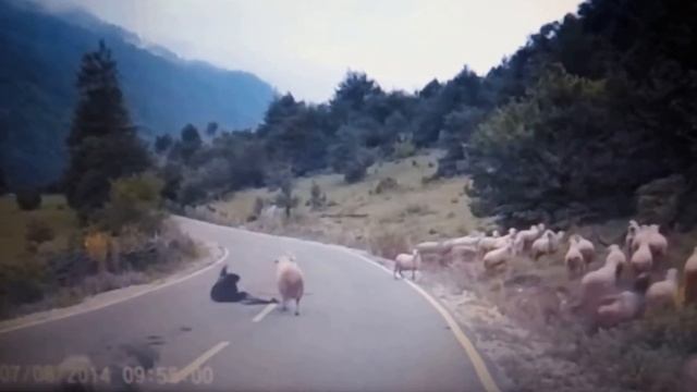 прикол баран забил пастуха смотреть онлайн