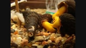 Улитки Тиломелании - Жёлтый, Оранжевый и другие расцветки Кроликов.