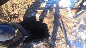 Охота на барсука с норными собаками таксами Герда и Ма