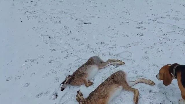 Эстонские гончие