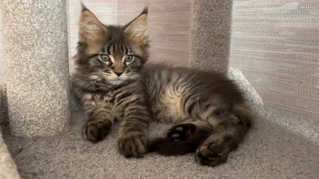 Мейн Куны 🐈⬛. 23-05-2025 смотреть онлайн