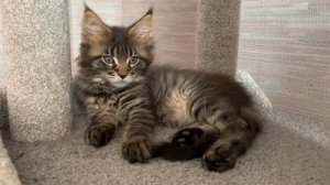 Мейн Куны      🐈⬛.     23-05-2025