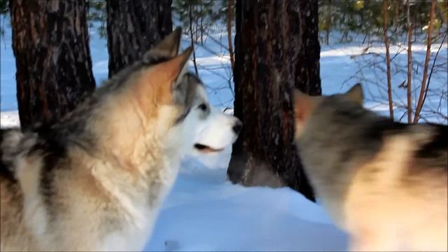 Маламуты 4месяца