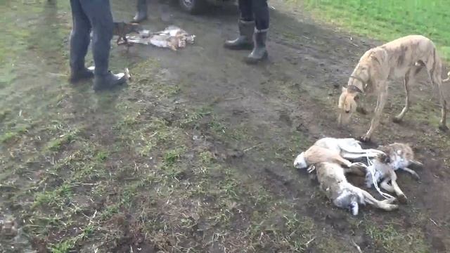Охота на зайца..Сезон 2024-25 продолжение смотреть онлайн